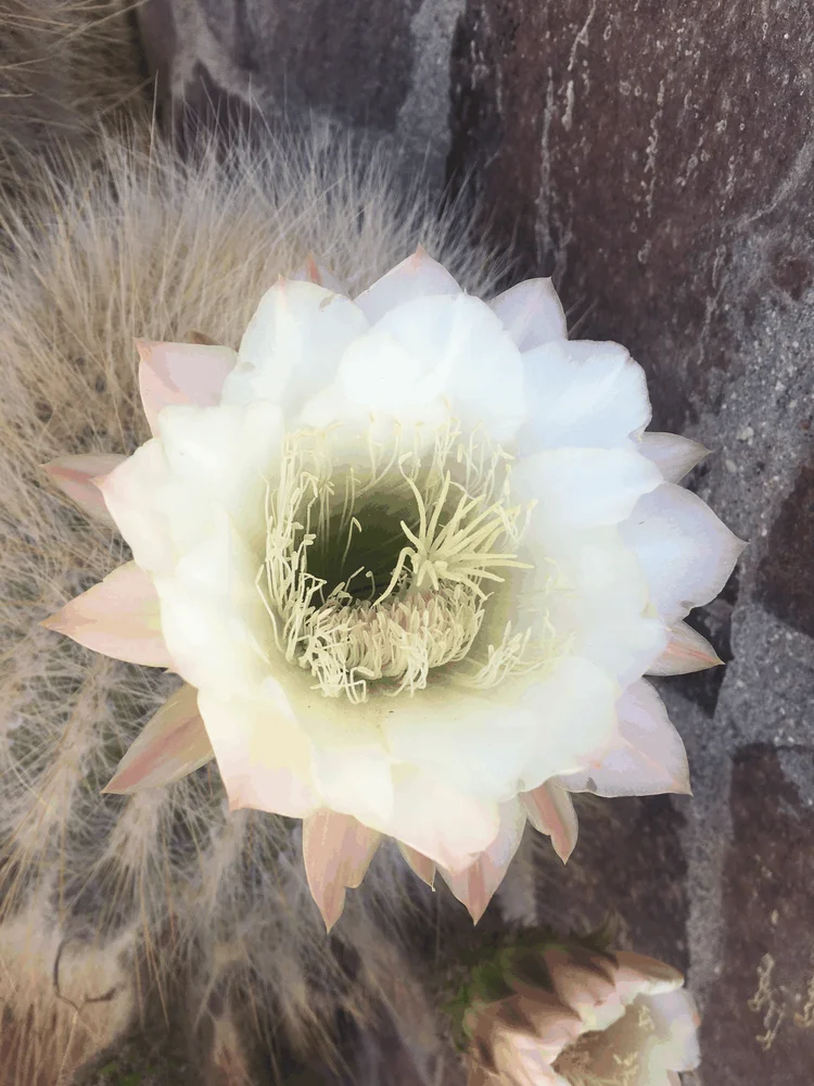 Flor de cactus Leucostele